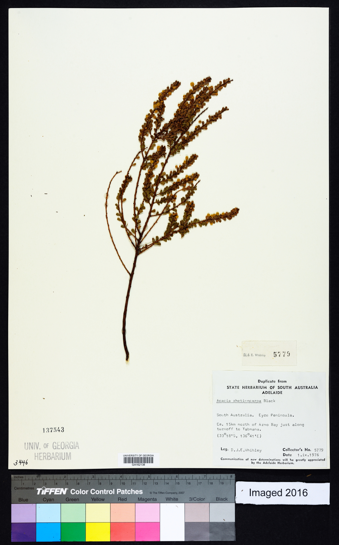 Acacia rhetinocarpa image