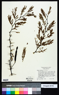 Acacia tortuosa image