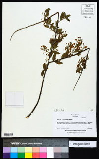 Acacia victoriae image