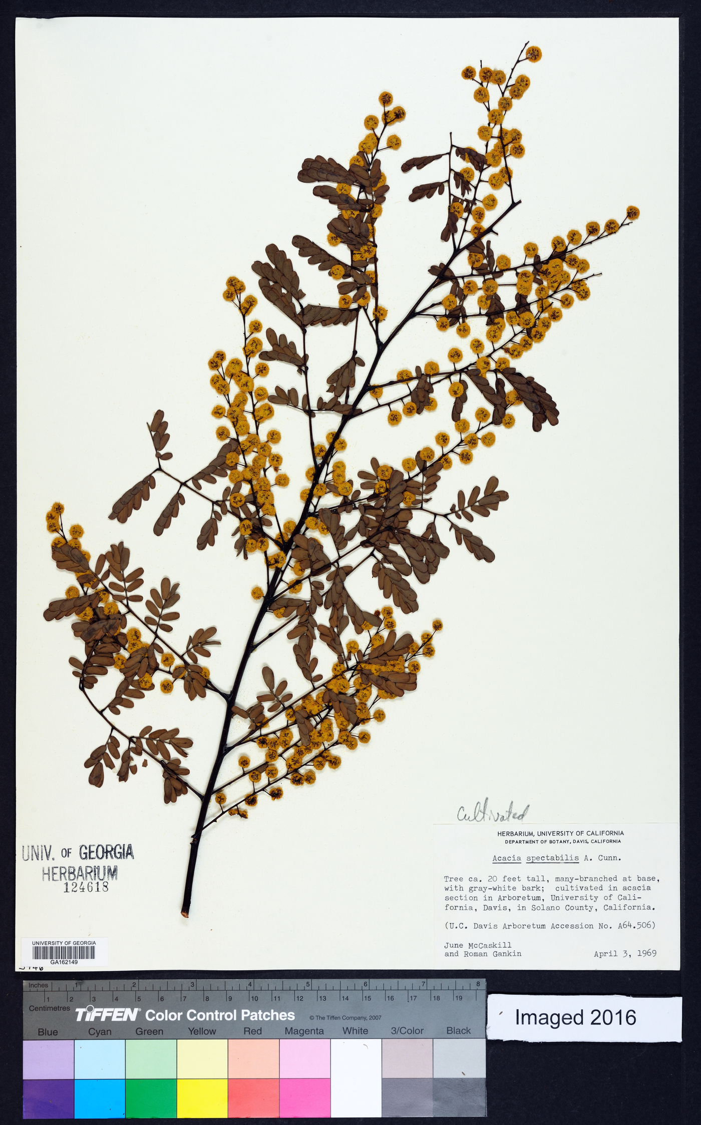 Acacia spectabilis image