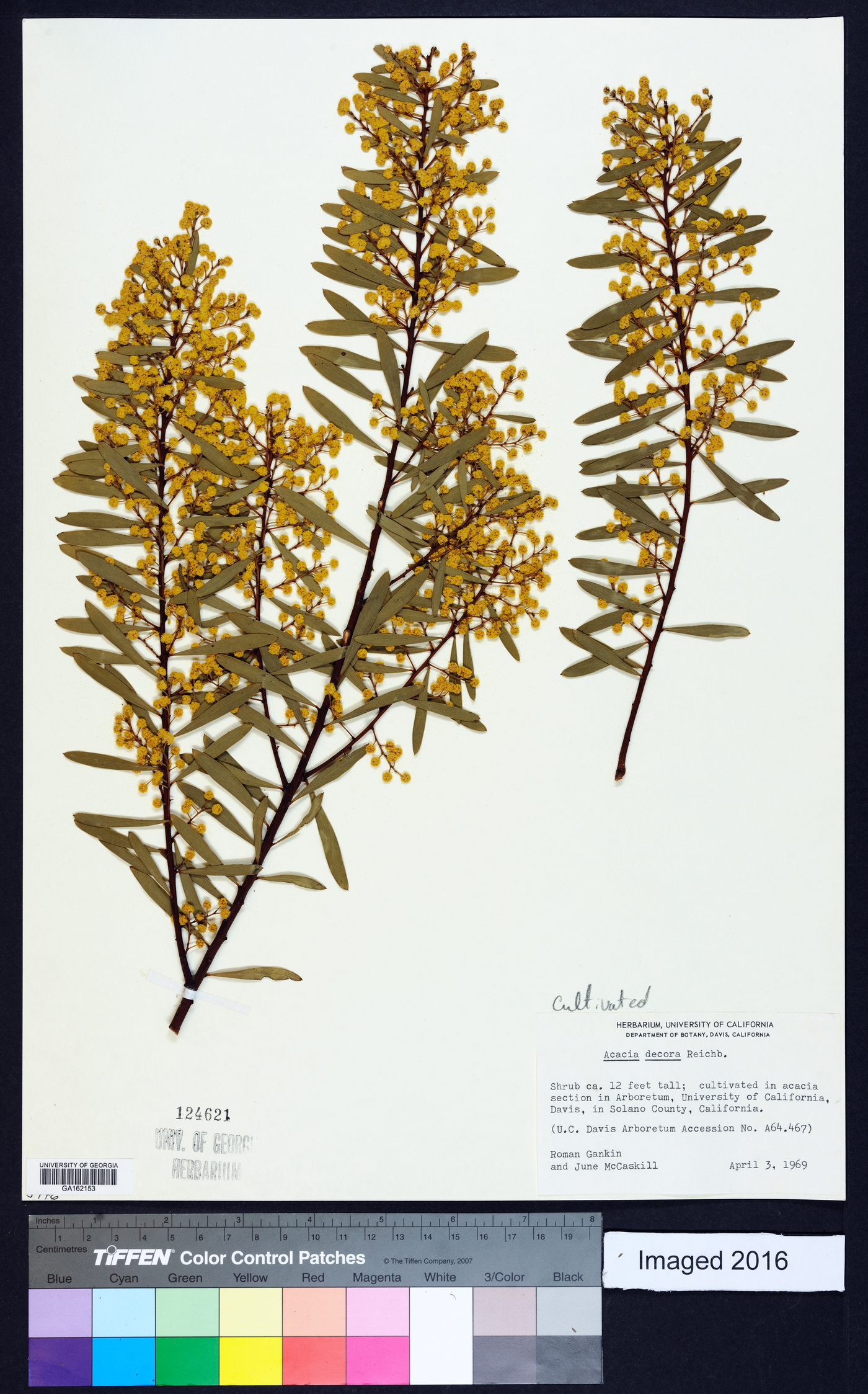 Acacia decora image
