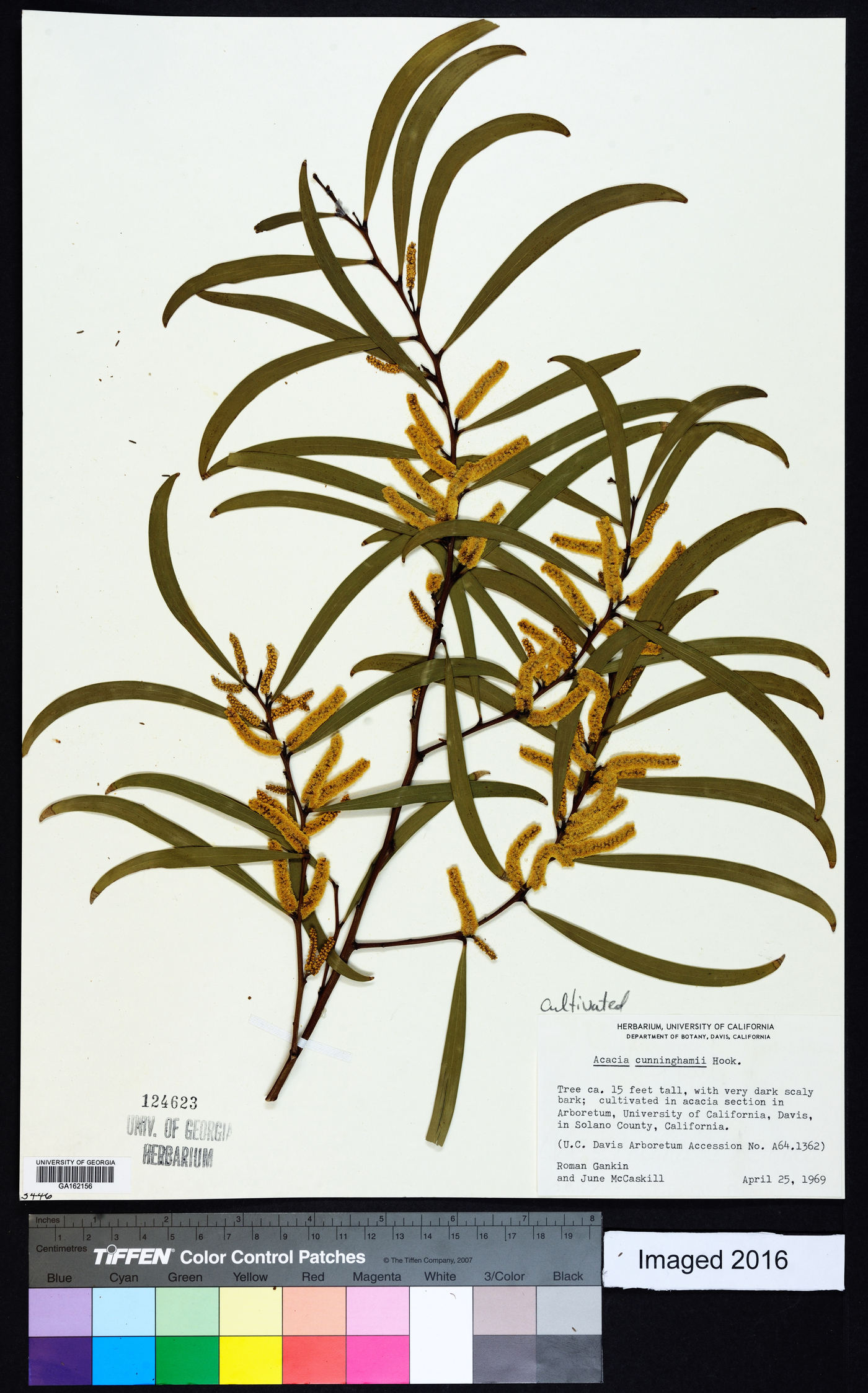 Acacia cunninghamii image