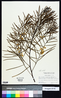 Acacia adunca image