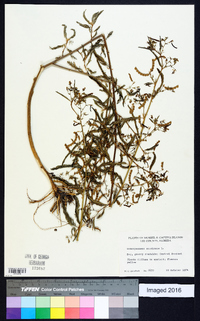 Aeschynomene americana image