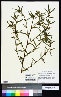 Aeschynomene americana image