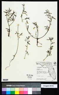 Aeschynomene americana image