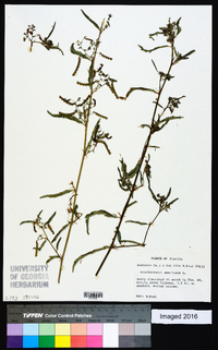 Aeschynomene americana image