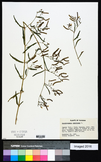 Aeschynomene americana image