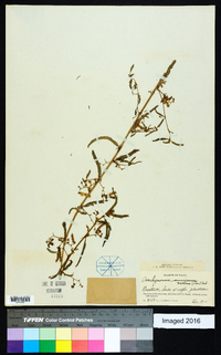 Aeschynomene americana image