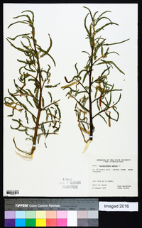 Aeschynomene indica image