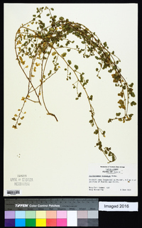 Aeschynomene viscidula image