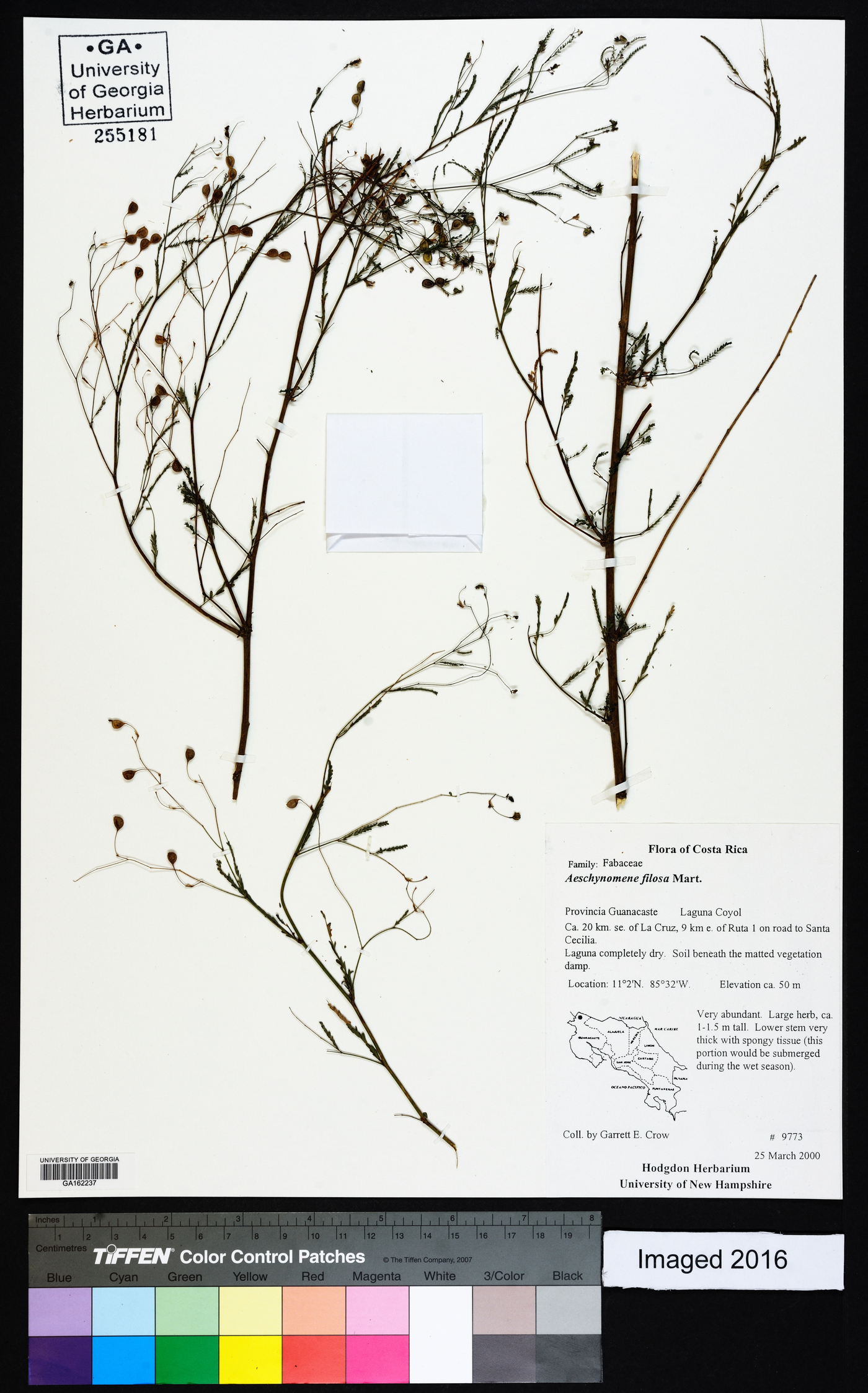 Aeschynomene filosa image