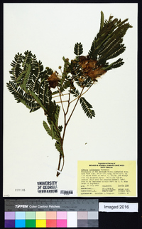 Albizia julibrissin image