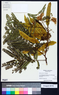 Albizia julibrissin image