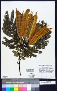 Albizia julibrissin image