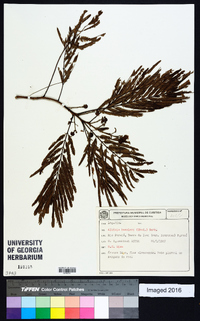 Albizia niopoides var. niopoides image