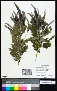 Amorpha canescens image