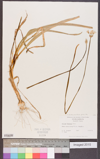 Nothoscordum gracile image