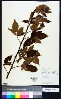 Rubus laudatus image