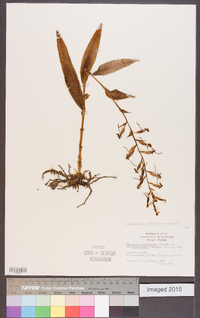 Habenaria floribunda image