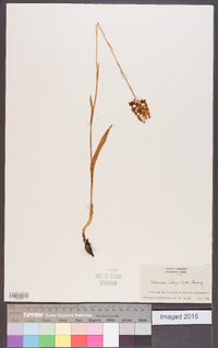 Platanthera integra image