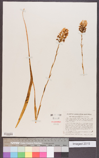 Platanthera integra image