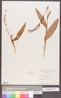 Platanthera flava image