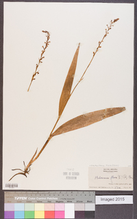 Platanthera flava image