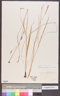 Nemastylis floridana image