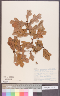 Quercus margaretta image