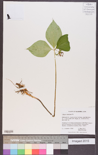 Trillium catesbaei image