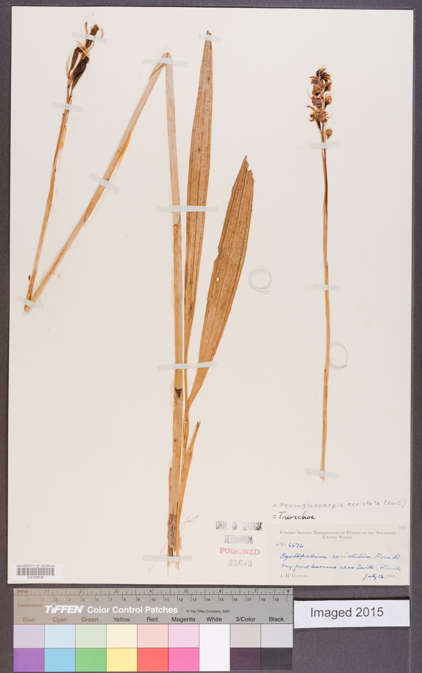 Pteroglossaspis image