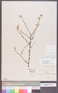 Amelanchier obovalis image