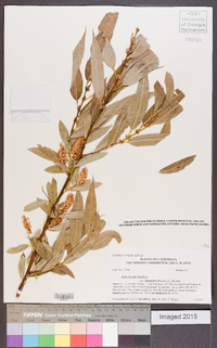 Salix lucida image