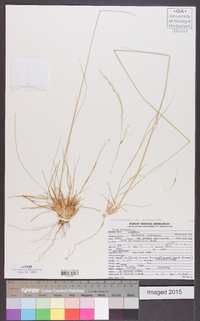 Piptochaetium avenaceum image