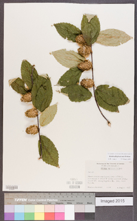 Betula alleghaniensis image