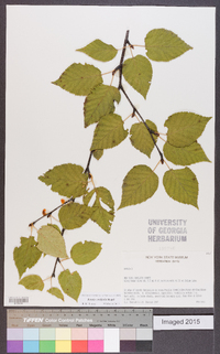 Betula cordifolia image