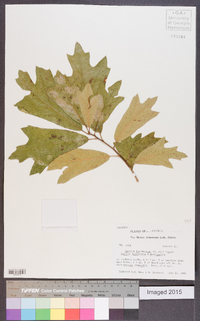 Quercus × tridentata image