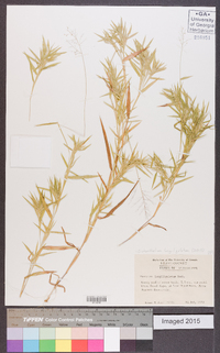 Dichanthelium acuminatum subsp. longiligulatum image