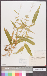 Dichanthelium acuminatum subsp. longiligulatum image