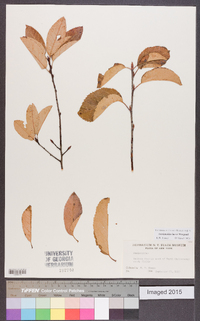 Amelanchier laevis image