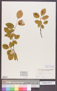 Amelanchier laevis image