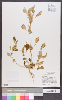 Amaranthus hybridus image