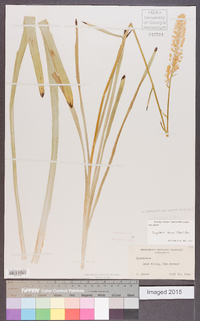 Stenanthium densum image