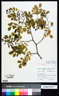 Rosa multiflora image