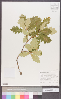 Quercus gambelii image