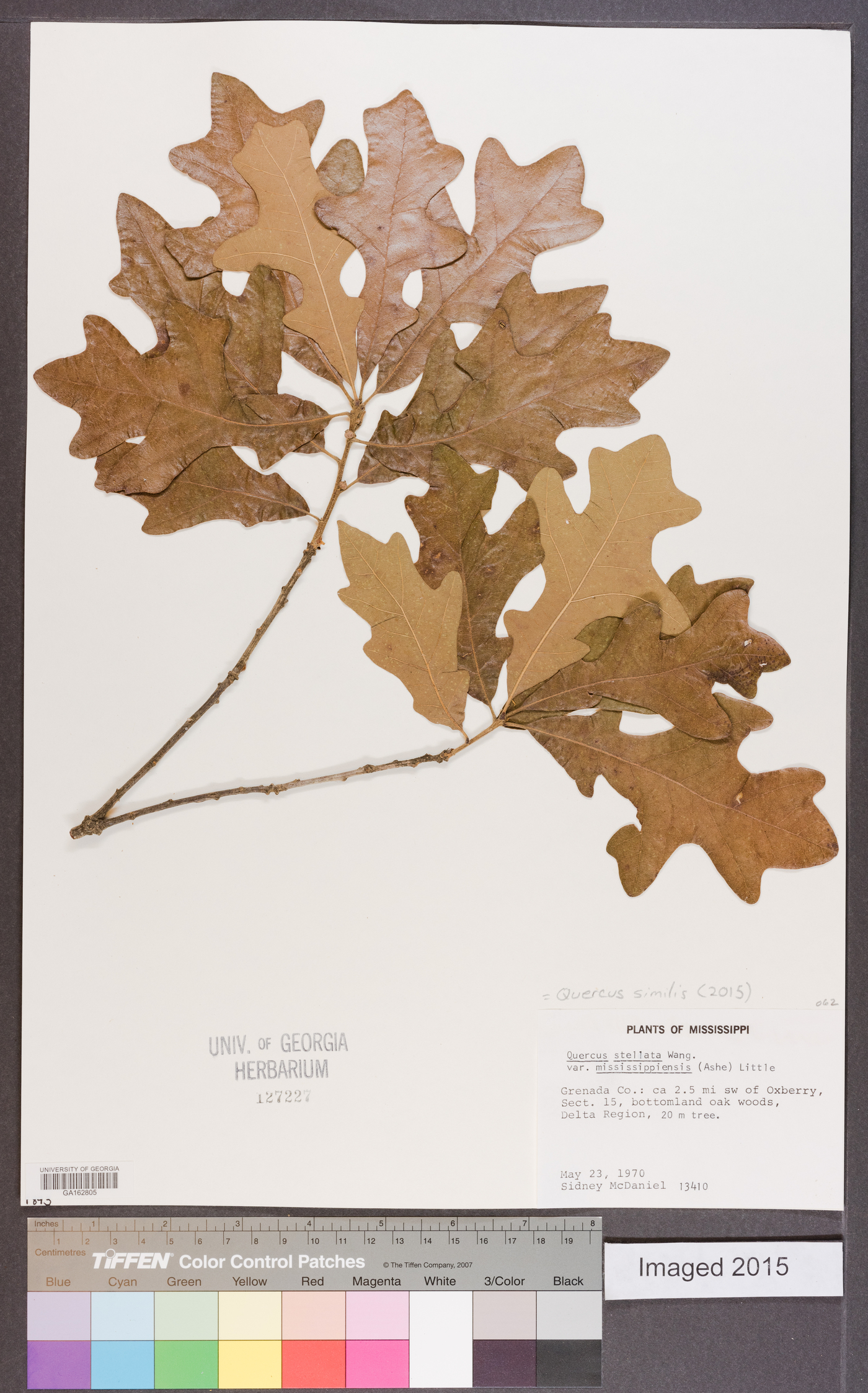 Quercus similis image