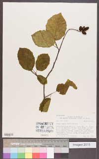 Alnus rugosa image