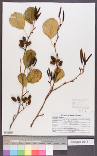 Alnus rugosa image