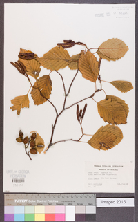 Alnus rugosa image